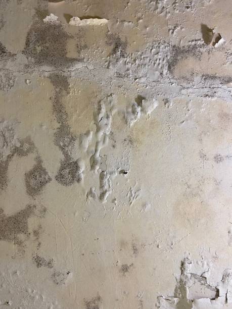 Trusted Stromsburg, NE Mold Removal Experts
