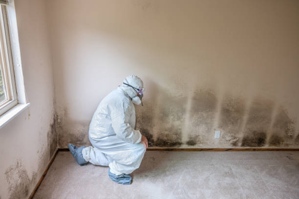 Mold Removal and Inspection in Stromsburg, NE